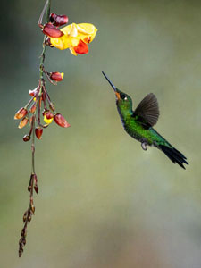Brilliant Hummingbird