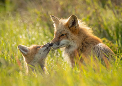 Red Fox & Cub