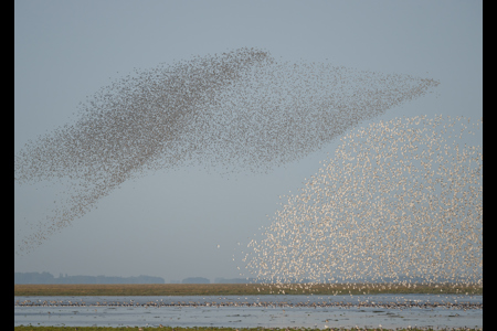 Red Knot Murmuration