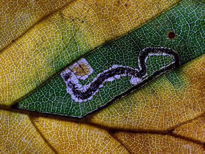 Leaf Mining Larva