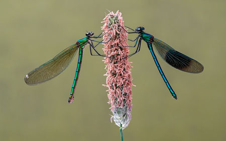 Male And Female Banded Demoiselles