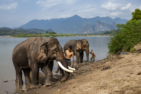 Mahouts At The Mekong