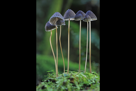 Mycena Crystidiosa