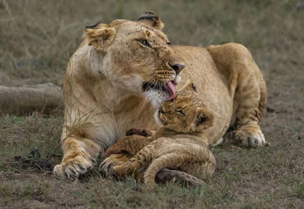 Lioness Bonding With Cub