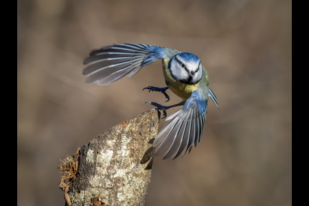 Blue Tit Takes Flight