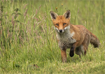 Young Fox In A Meadow
