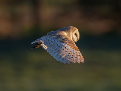 Barn Owl Hunting-6471
