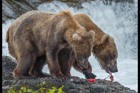 Grizzly Mother And Cub With Salmon