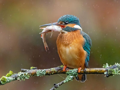 Kingfisher Snacking In The Rain