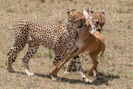 Cheetah Brothers Share Their Kill