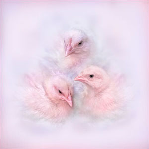Poultry Chicks Under Heat Lamp