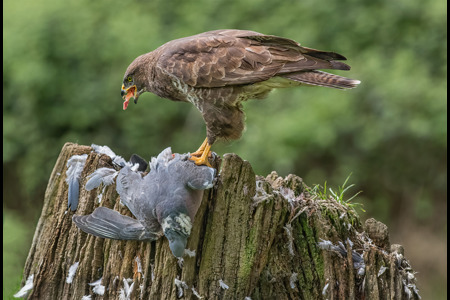 Buzzard And Pigeon
