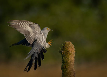 Cuckoo Landing