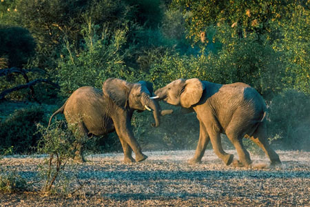 Elephants Play Fighting