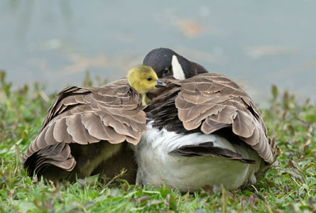 Canada Goose Protecting Young