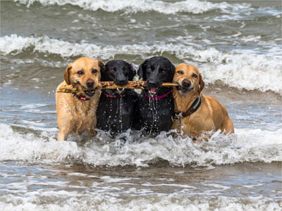 Sea Dogs-