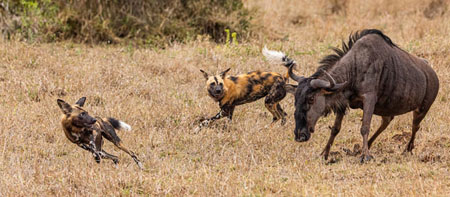 Wild Dogs Hunting