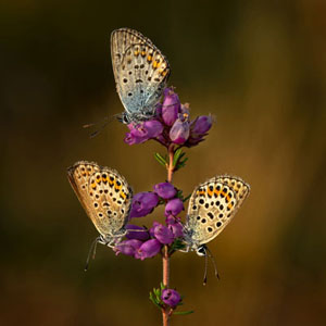 Trio Of Silver Studded Blues In Morning Light