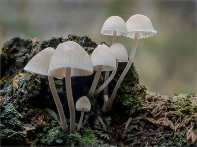 Twig Parachute Fungi (Marasmiellus Ramealis)