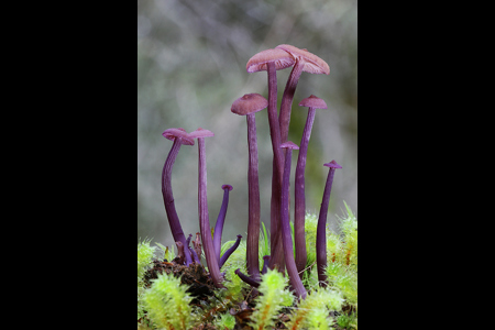 Laccaria Species