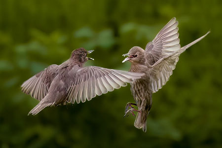 Starling Face-Off