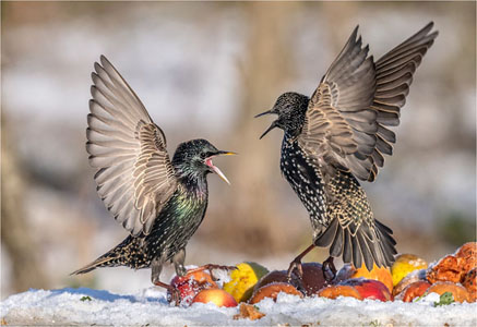 Starlings Fighting Over Apples In The Snow