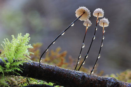 Marasmius Species