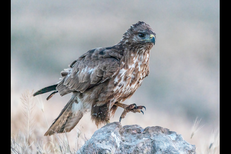 Buzzard Marching