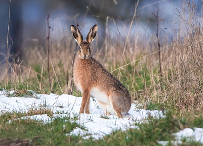 Hare Resting In The Snow-2