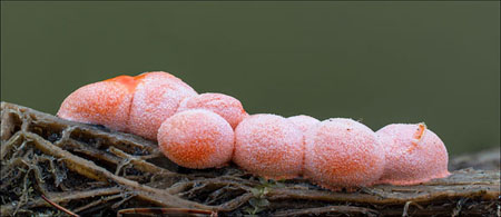 Slime Mould - Lycogala Epidendron Fuiting Bodies