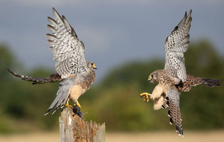 Kestrels About To Share A Meal2