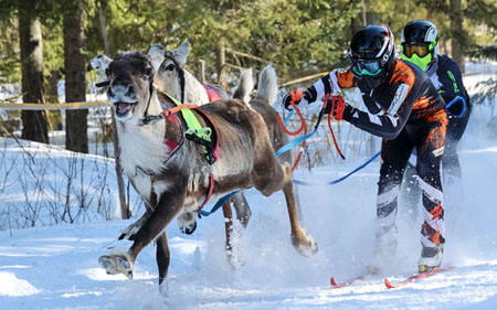 Preliminary Of Reindeer Sprint Race