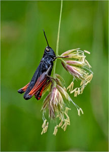 Red And Black Hopper