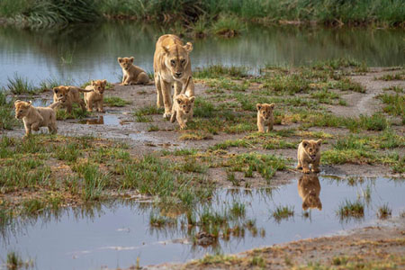 Lioness And Cubs 9
