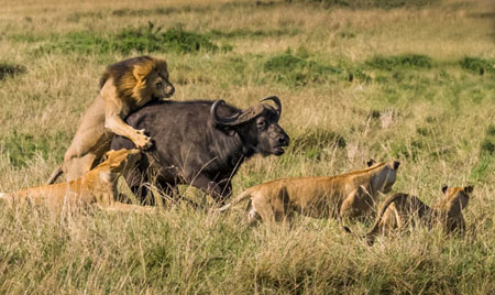Buffalo Take Down In Kenya