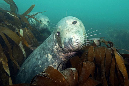 Lundy Grey Seals