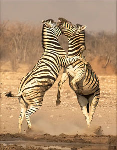 Zebras Conflict