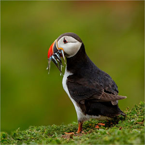 Puffin With Sand Eels