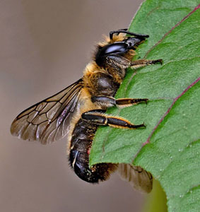 Leafcutter Bee (Megachile SP)