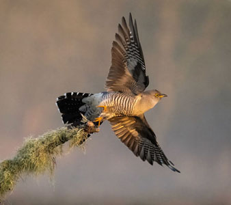 Female Cuckoo In Morning Light
