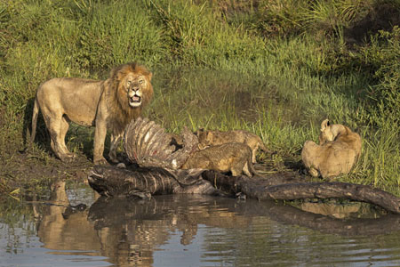 Lion Family With Buffalo Kill