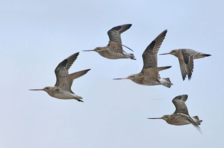 Bar Tailed Godwits In Flight