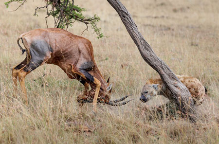 Hyena Attacks, Tssesbe Defends