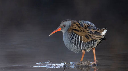Icy Water Rail