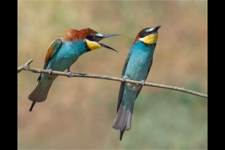 European Bee Eater Disagreement