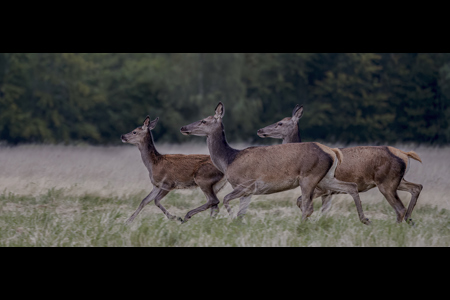 Deer Running 3