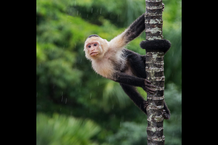 White Faced Capuchin Lookout