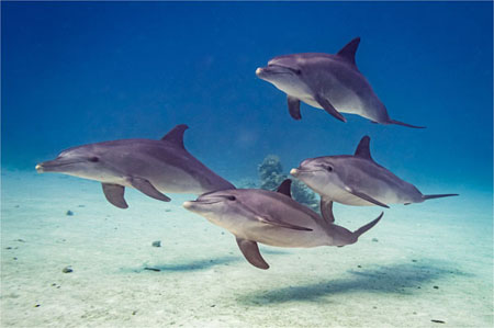 A Pod Of Four Dolphins