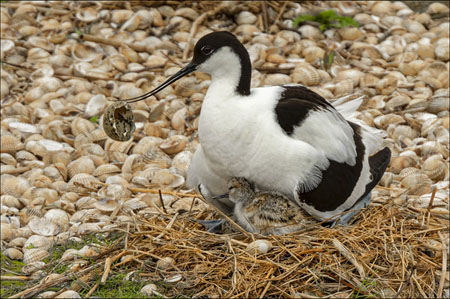 Avocet With Chick And Eggshell