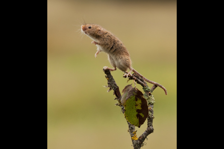 Harvest Mouse